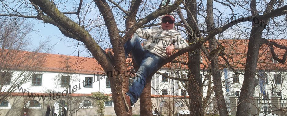 A suo agio sull'albero