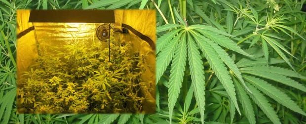 Cannabis