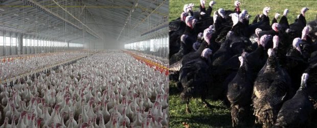 Allevamenti di tacchini in batteria e all'aperto