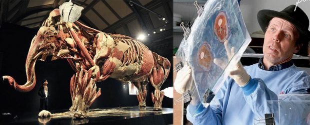 Ludwigsburg: Gunther von Hagens: Mostra dedicata agli animali dal 19 giugno al18 settembre 2004