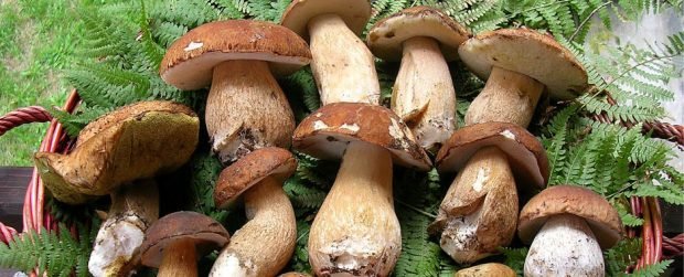 La stagione dei funghi: controlli e sanzioni